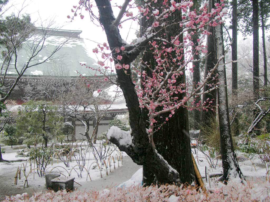 Japon temple neigeux