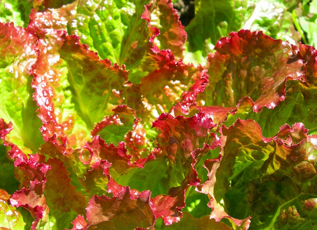 Legumes Salade