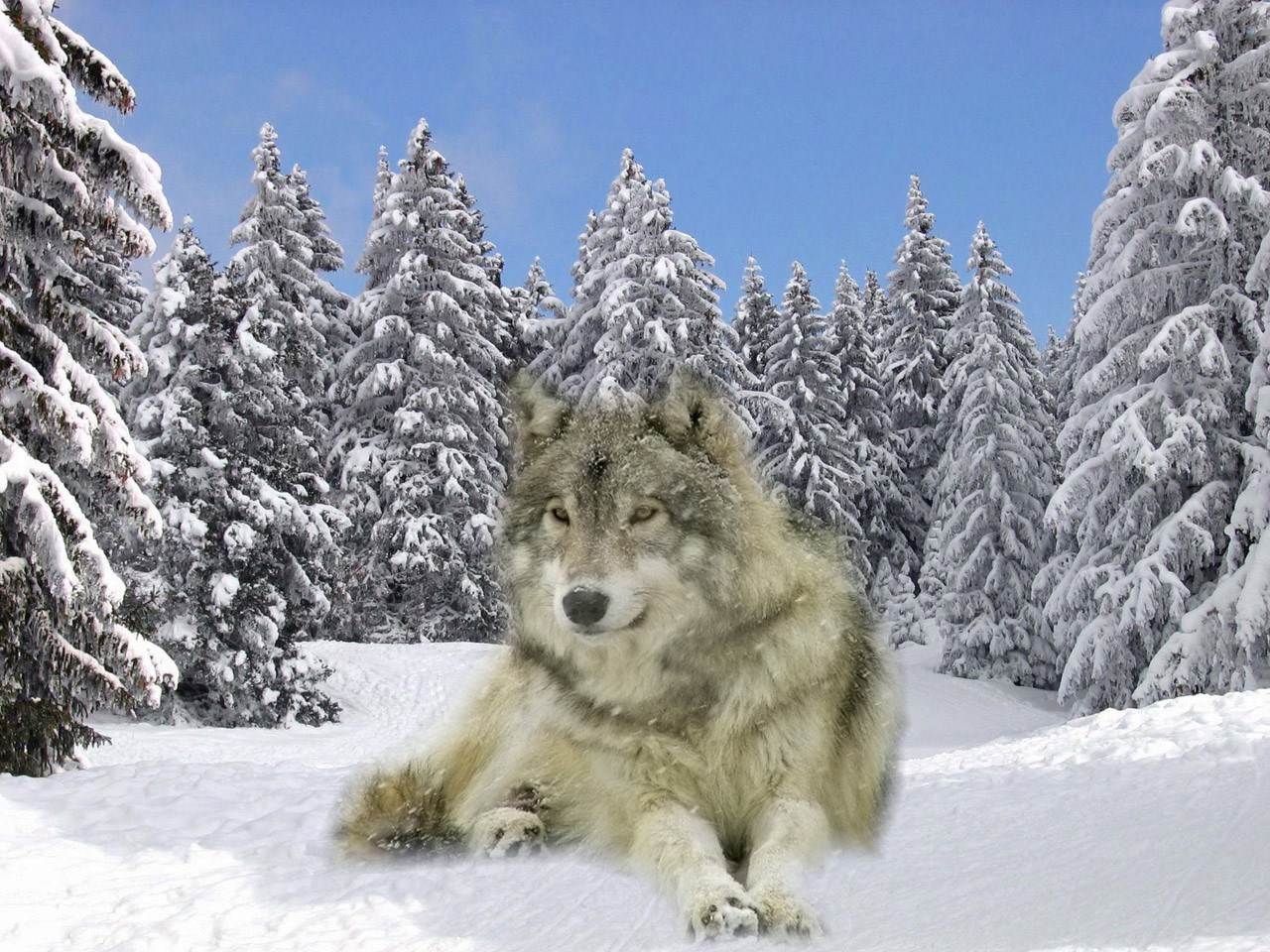 Loups loup dans la neige