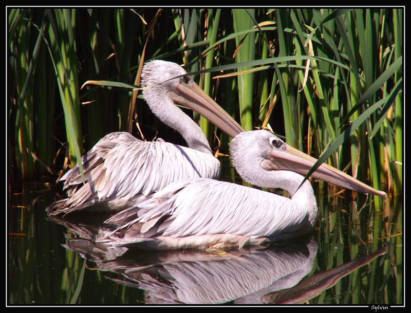 Pelicans jolie couple de pélicans!!