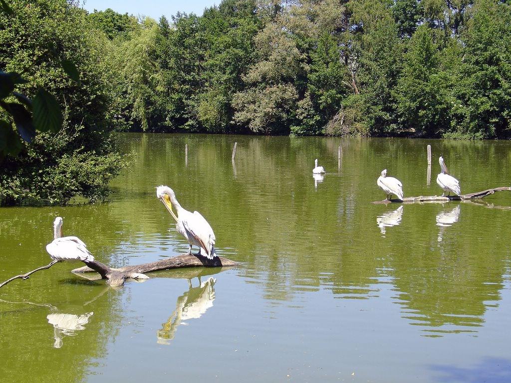 Pelicans Pélicans au repos .
