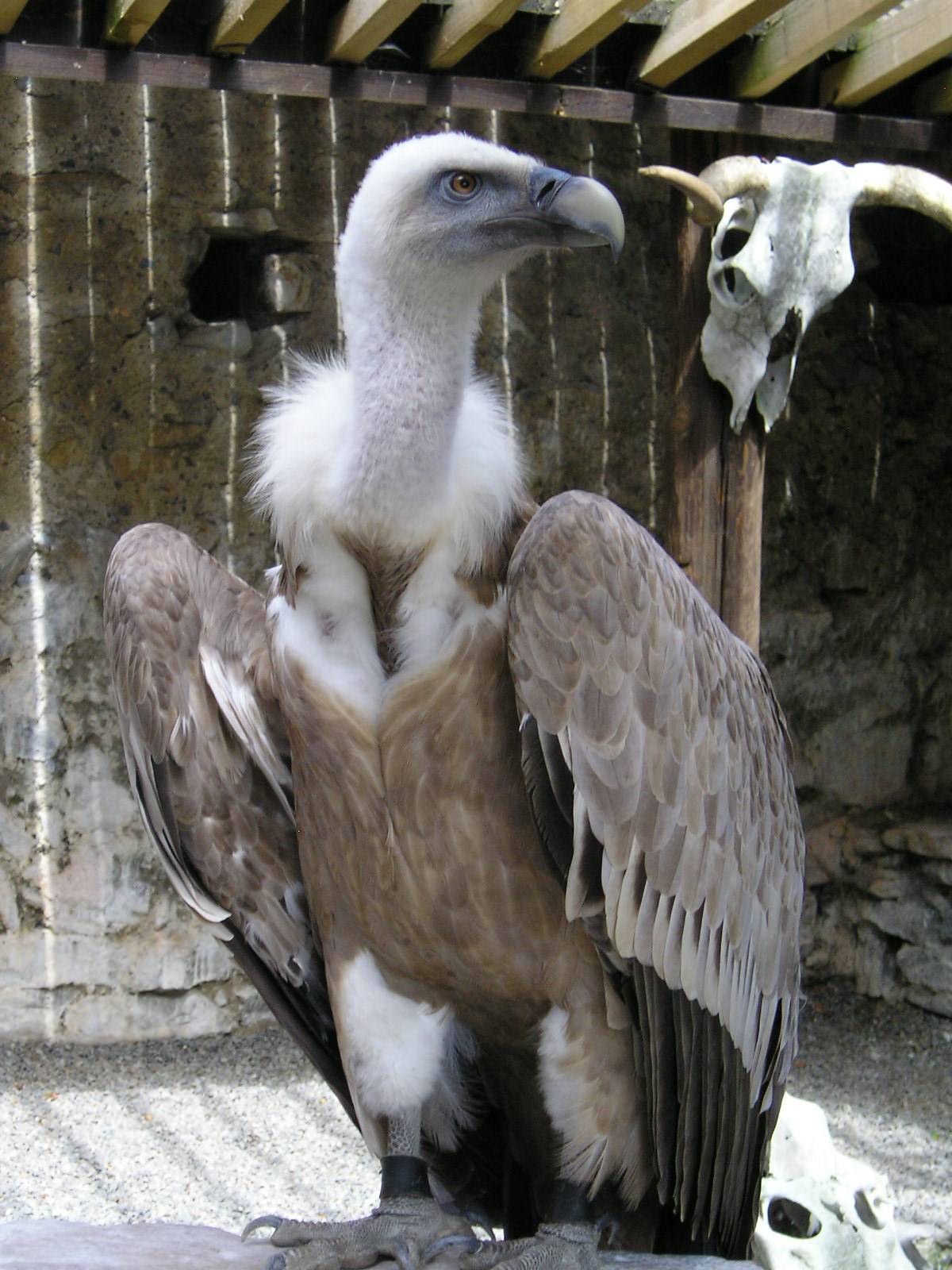 Vautours vautour