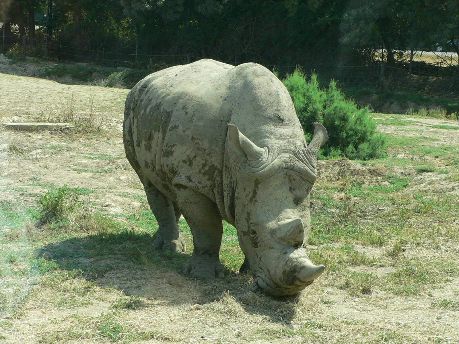 Rhinoceros rhino blanc