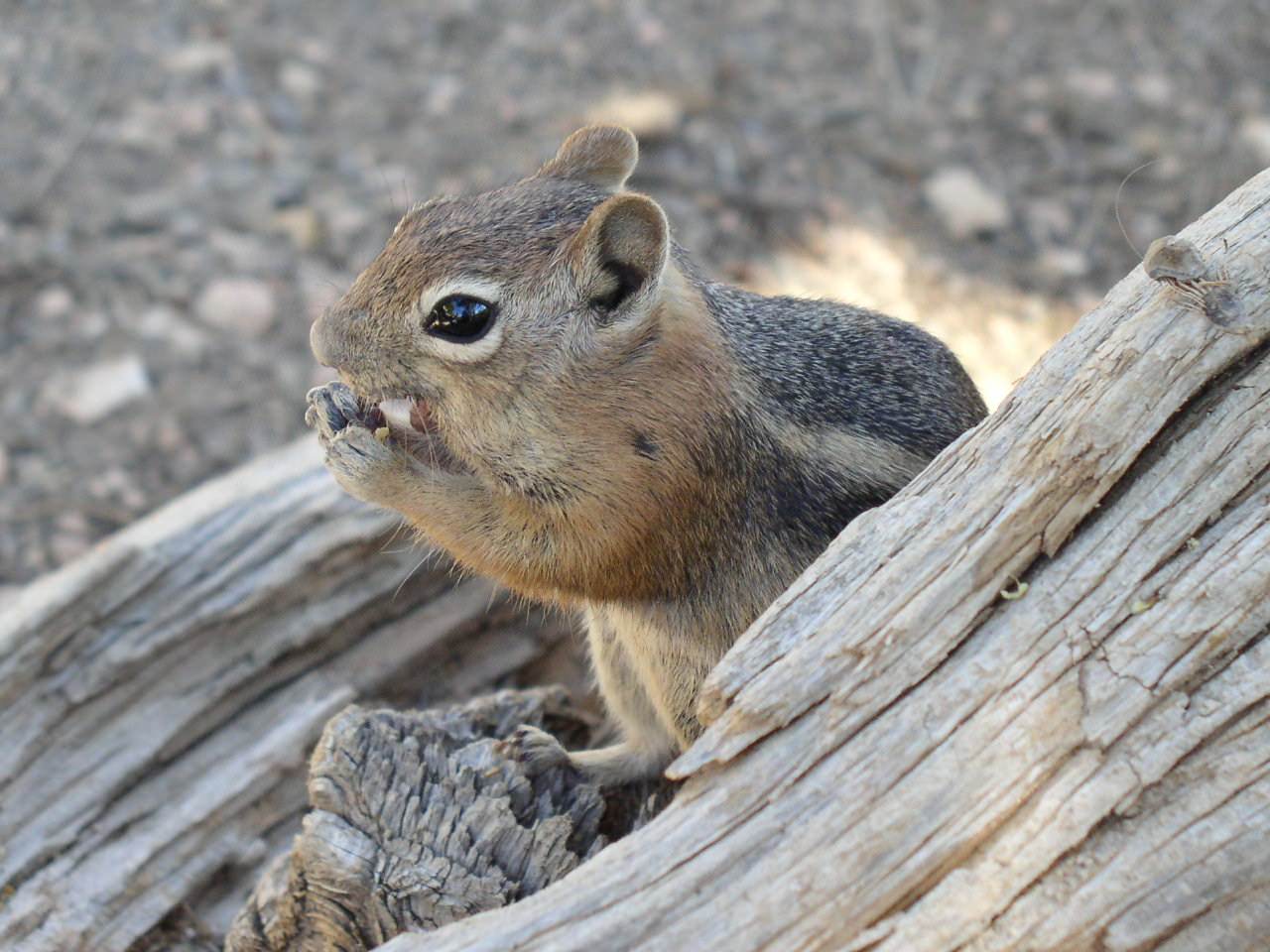 Ecureuils Un petit pote rencontré à Bryce Canyon
