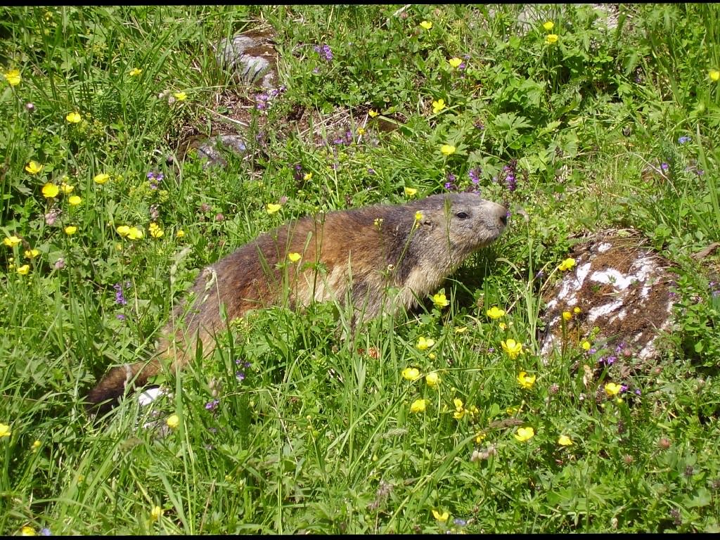 Marmottes marmotte en vanoise