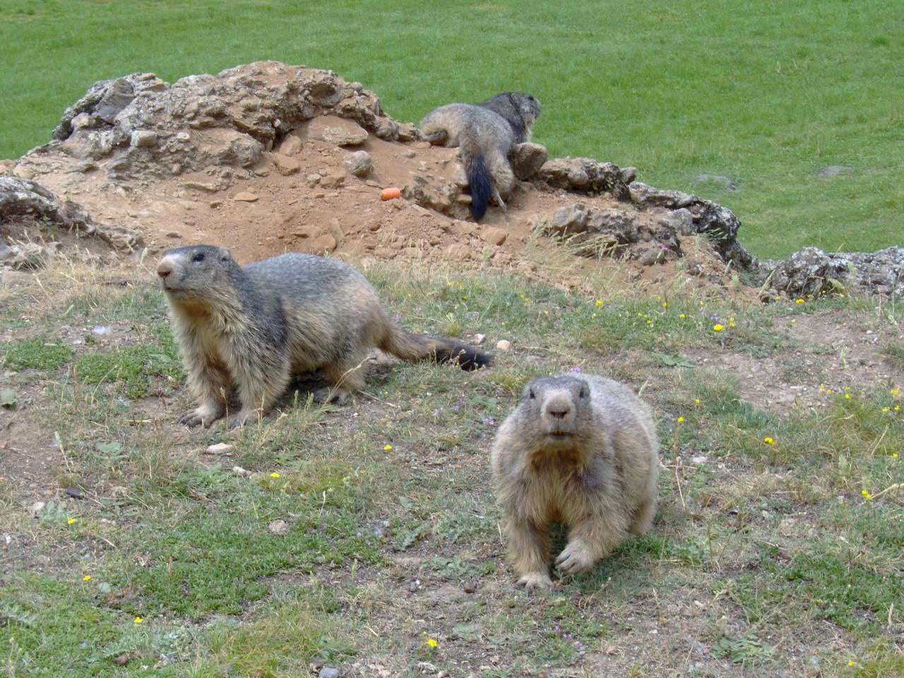 Marmottes Trois Petites Marmottes !!!