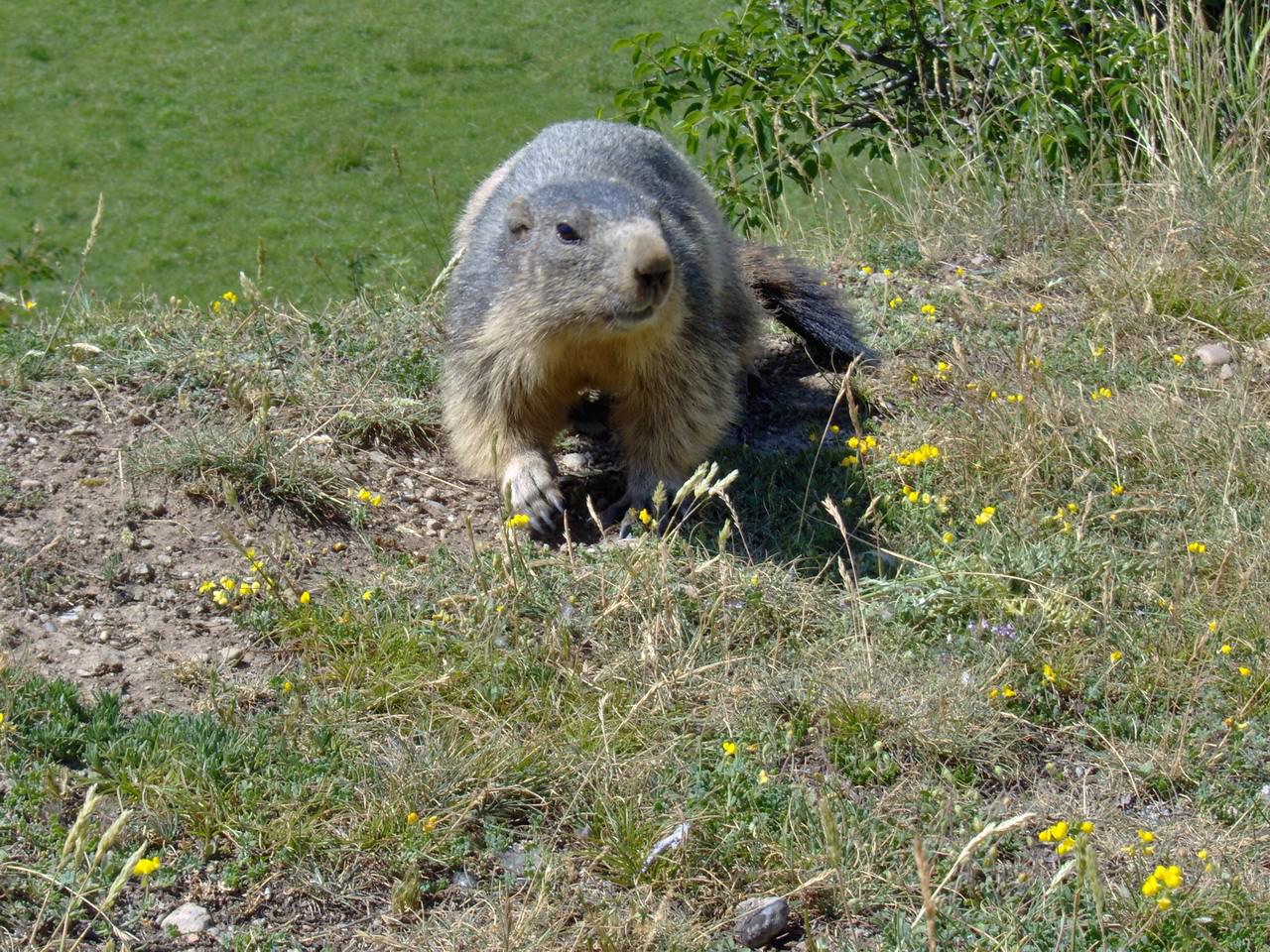 Marmottes Une très jolie marmotte