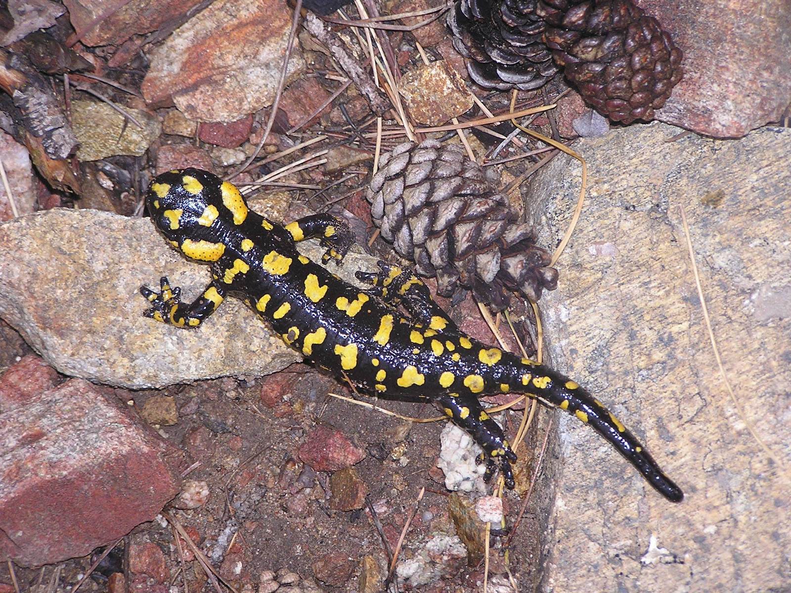 Salamandres Corse - Salamandre de l'Agnone.