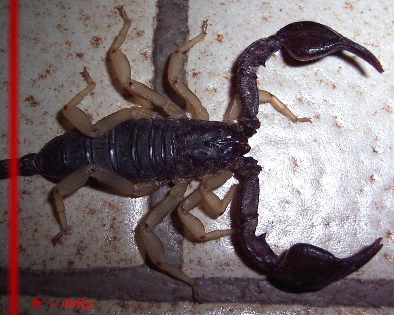 Scorpions Scorpion