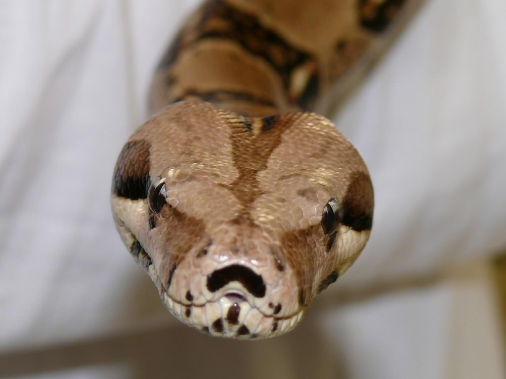 Serpents Python