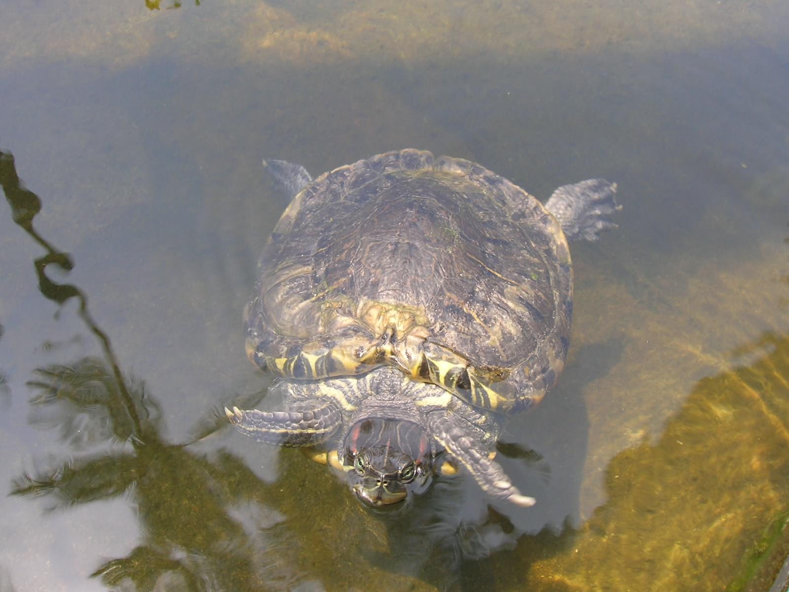 Tortues Tortue inconnue