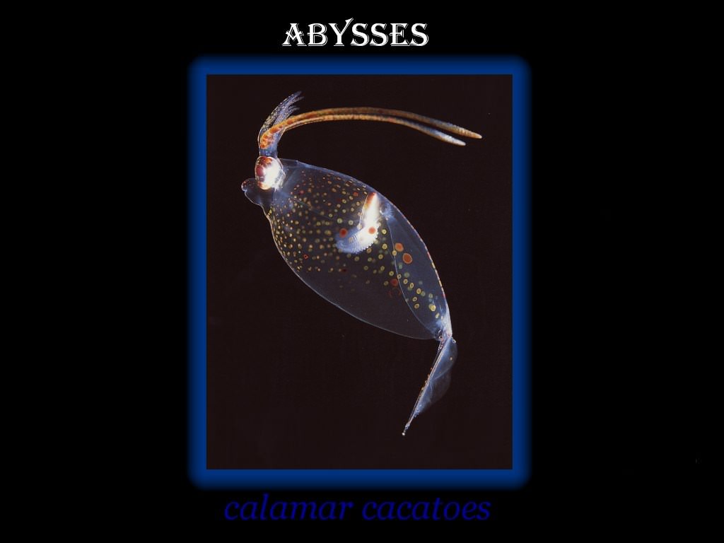 Abysses abysses 2
