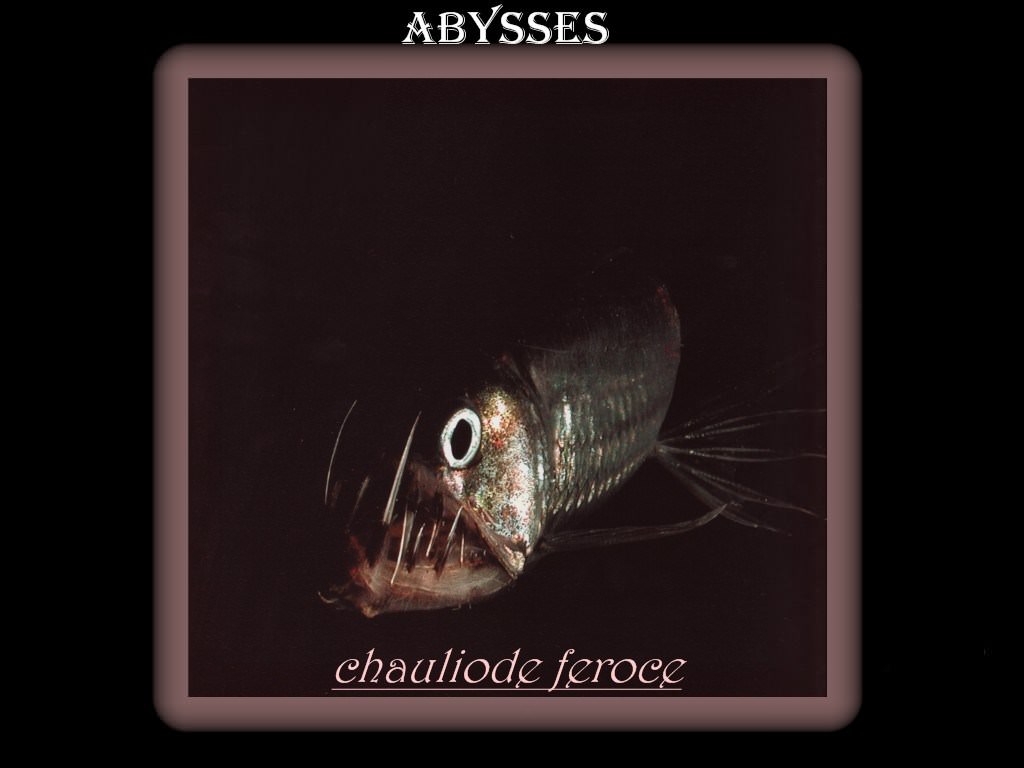 Abysses abysses 3