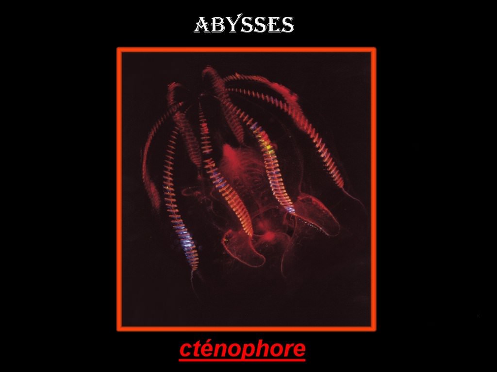 Abysses abysses 5