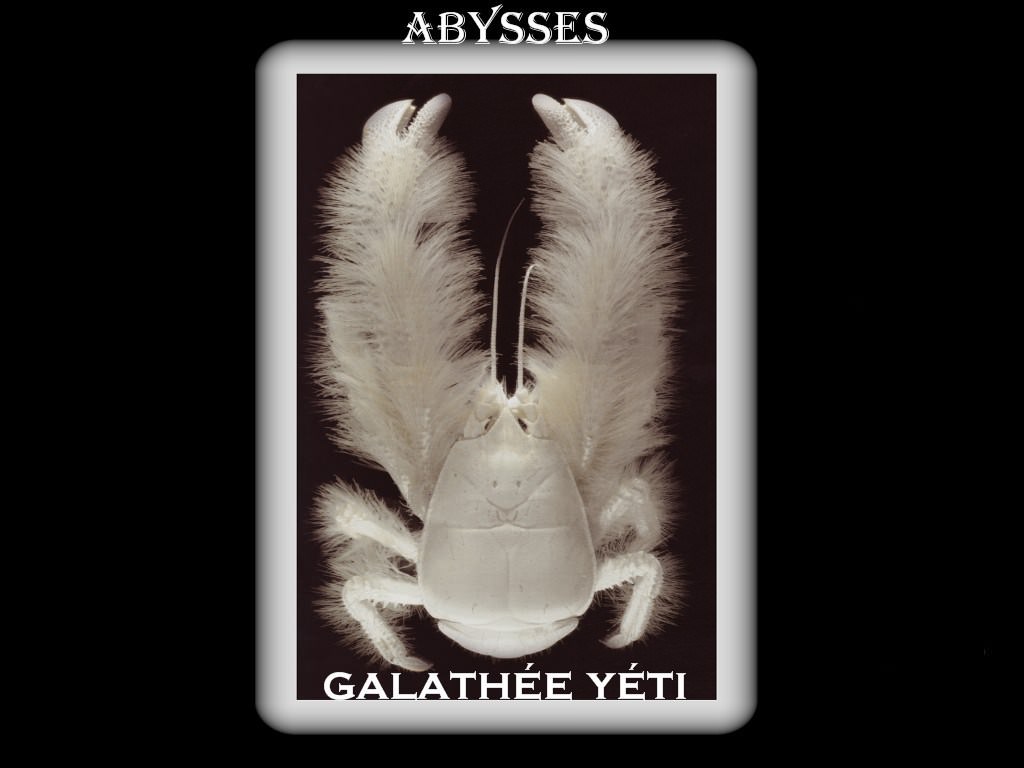 Abysses abysses 6