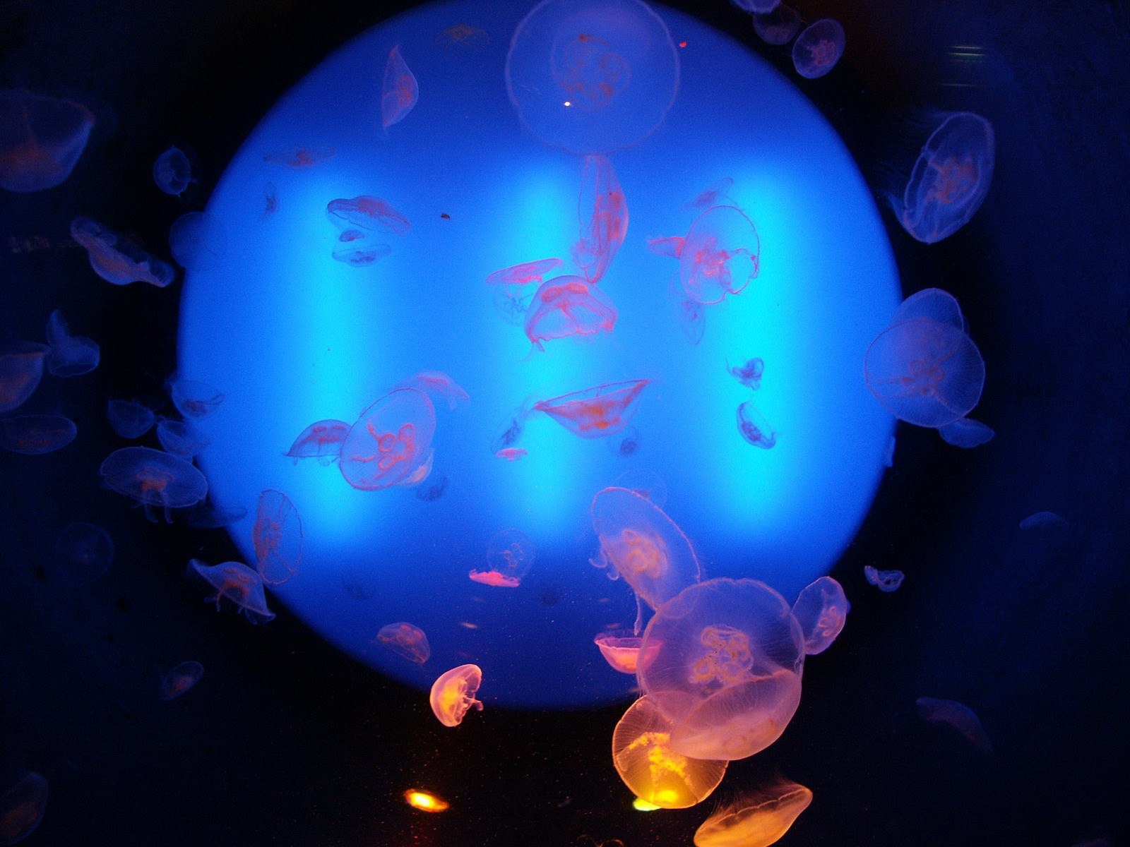Meduses méduses aquarium de St Malo!!!!