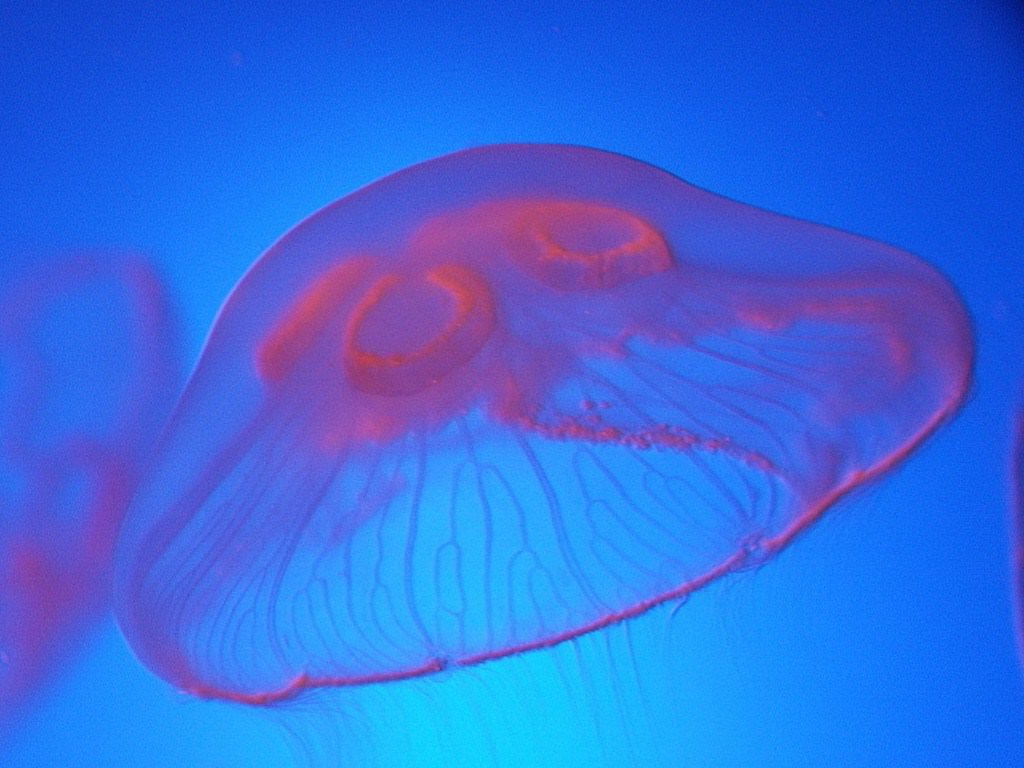 Meduses meduse aquarium de ST Malo!!!