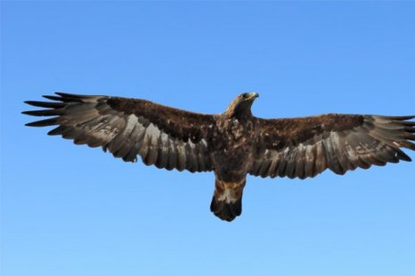 L'aigle