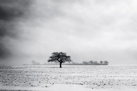 L'arbre de tristesse