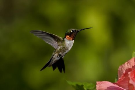 La part du colibri